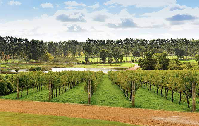 The iconic South West wine region